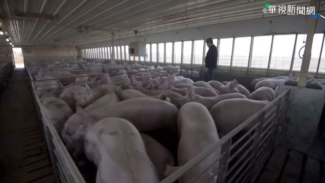 赴美查廠.逐批驗 萊豬進口五原則定調