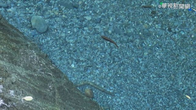 櫻花鉤吻鮭復育地 合歡溪遭車隊亂闖