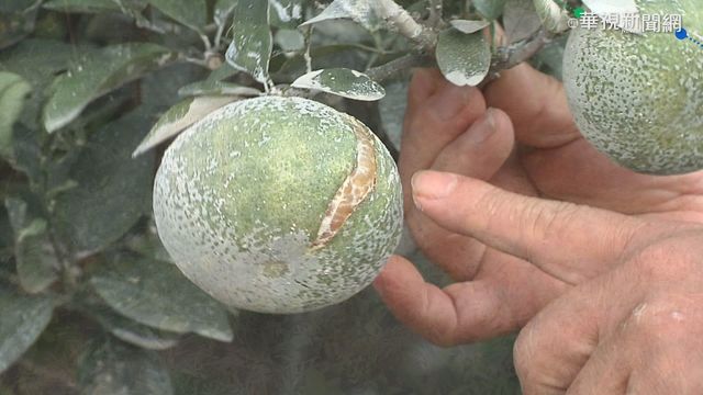 老天不降雨 雲林.台中茂谷柑裂果