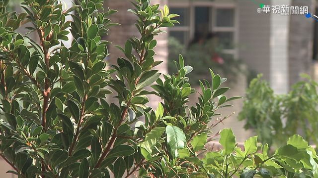 台中校園又傳不雅照 疑高中名校入境