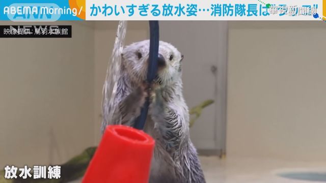 松鼠微醺.海獺當消防員 可愛動物萌翻