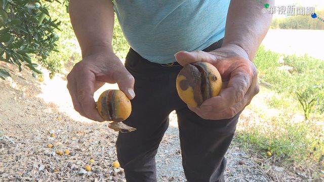 乾旱缺水傳災情 柑橘果農損失慘重