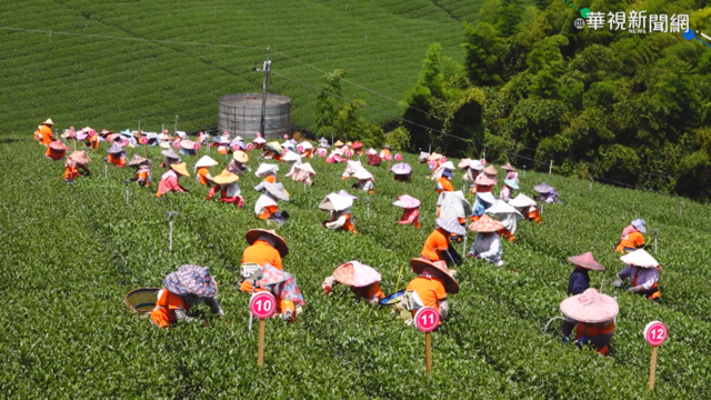 ｢冬茶｣季節到 新北市府推互動式展覽