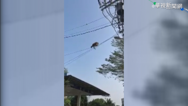 獼猴現蹤大樹住宅區 居民憂闖入搶食