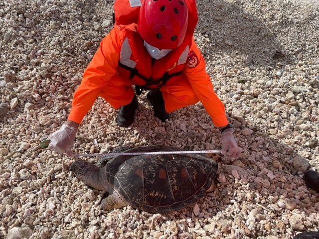 墾丁後壁湖綠蠵龜又3死 附近海岸今年共26死亡