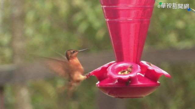 愛鳥人別錯過! 哥倫比亞藏｢蜂鳥天堂｣