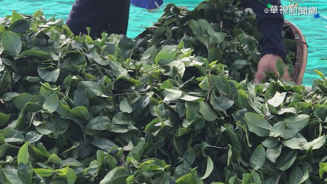 宜蘭大雨下不停 茶農損失慘重