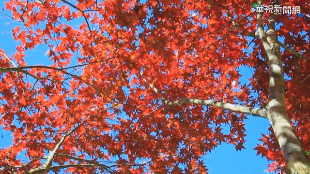 賞楓團翻車1死20傷 死者長輩仍不知情