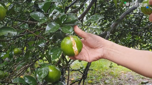 宜蘭茂谷柑雨多裂果｢開口笑｣ 果農心酸