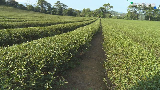 新竹少雨 小綠葉蟬增.茶葉更香醇