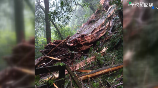 拉拉山千年神木倒塌 部分步道封閉
