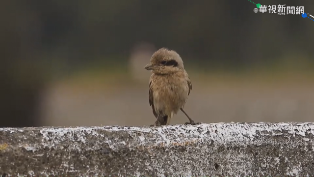 灰伯勞過境台灣 鳥友嗨翻搶拍嬌客