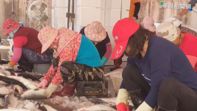 漁村老化缺工 烏魚子製作全靠｢千歲團｣