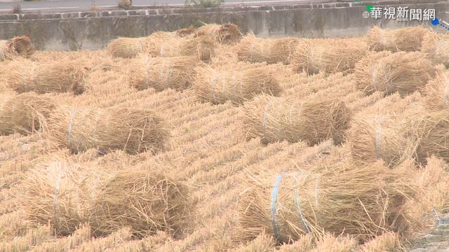 彰化大城不燒稻草轉賣 1分地賣300元