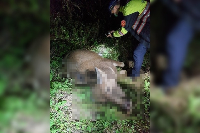 快訊》台鐵區間車撞上牛隻 一度改嚮導通信式行車