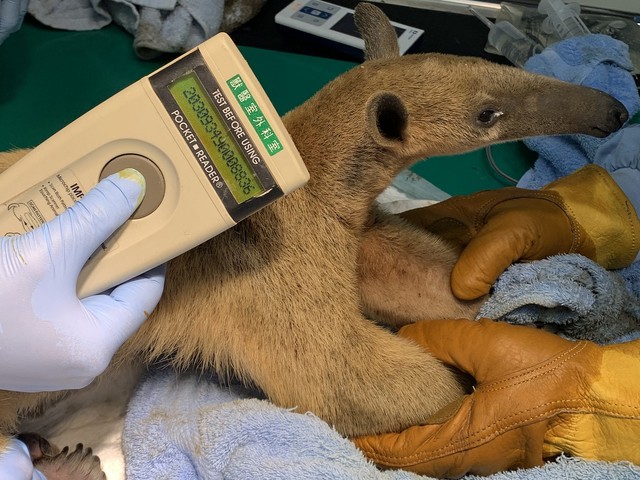 流浪3個多月 北市動物園食蟻獸「小紅」找到了！