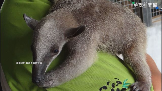 逃亡近3個月 動物園食蟻獸找到了
