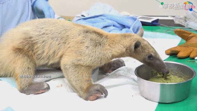 逃家3個月 食蟻獸｢小紅｣深坑山區尋獲