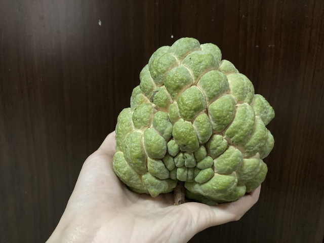 糖友們誤信吃釋迦可治病...「不約而同」血糖異常