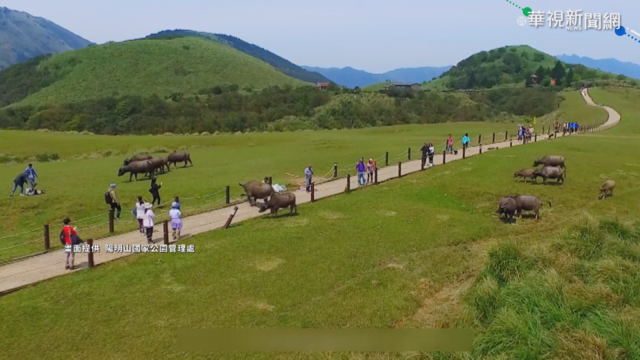 擎天崗6水牛暴斃 陽管處解剖查死因