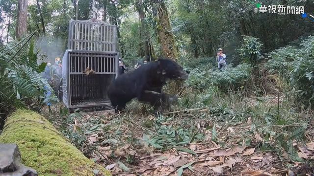 手掌截肢恢復佳 黑熊野放山林奔自由