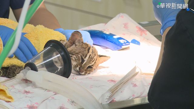 以為小貓被車撞 民眾嚇壞原來是石虎