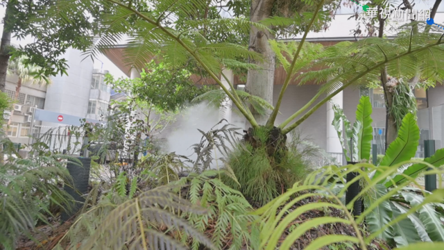 清大絕美造景 ｢百蕨園｣水霧繚繞