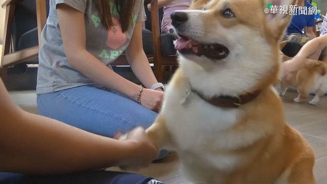 人類別再腦補！ 最新研究顯示：狗真的聽不懂人話