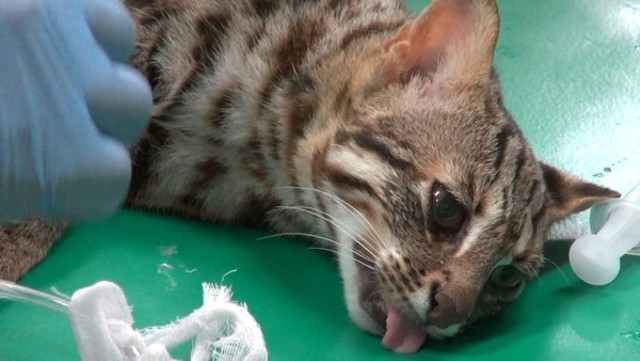 快訊》石虎「飛飛」找到了！水獺場誘捕籠尋獲