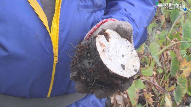 染病害減產 芋頭每公斤上漲10元