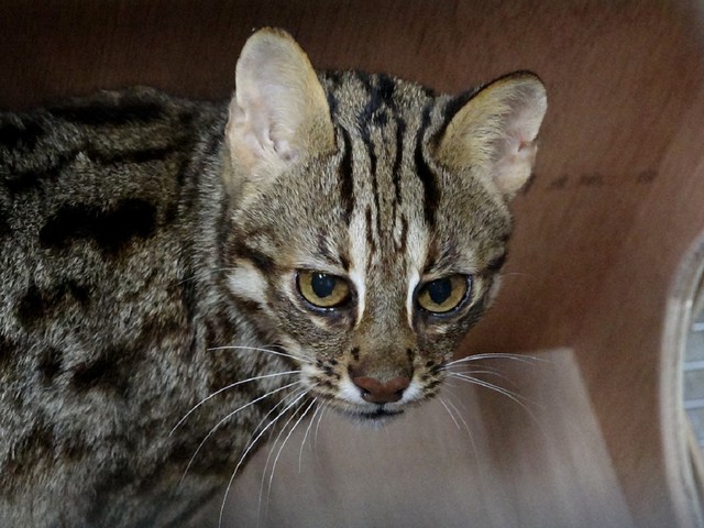 石虎飛飛找到了! 脫水變瘦精神佳