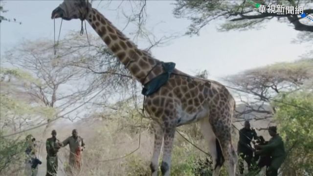 肯亞大作戰! 動保團體搶救孤島長頸鹿