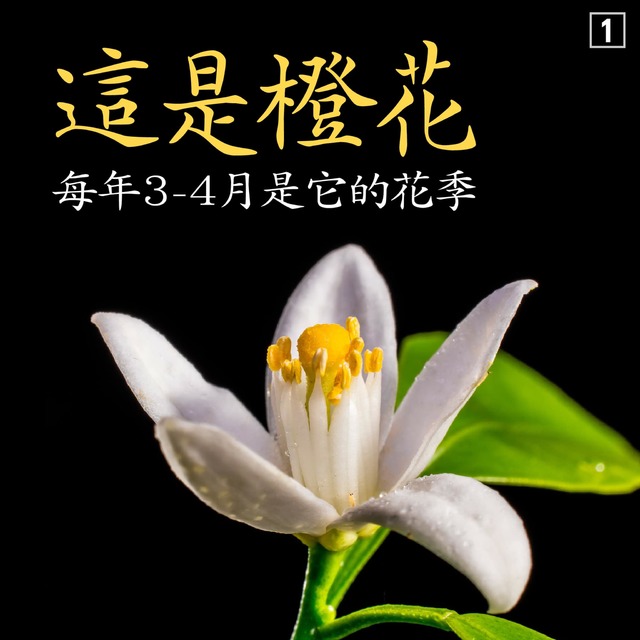 蘇揆介紹「三倍捲紀德花」？眾人問號…下秒嘴角失守