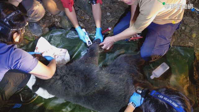 台灣黑熊中｢山豬吊｣陷阱 林務局救援