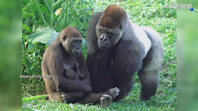 金剛猩猩寶寶命名開跑 圓寶年底亮相