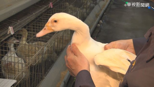 鴨7部位有毒不能吃？ 畜產專家5點闢謠