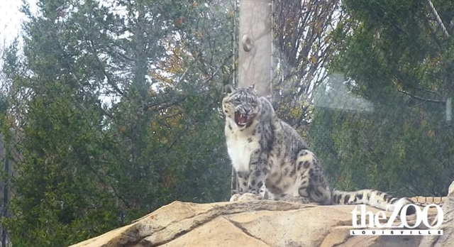 又爆動物確診！ 美國3雪豹集體染疫