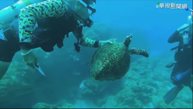 生態浩劫! 恆春玳瑁遭漁網纏住死亡
