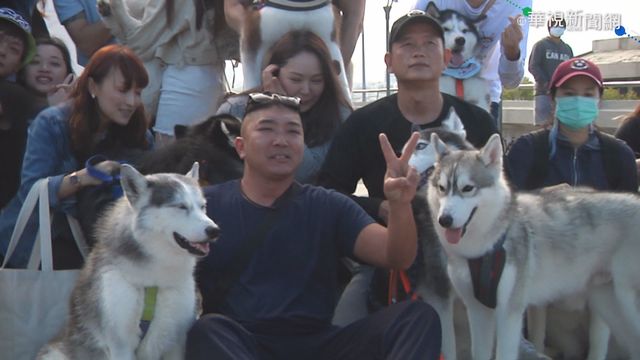 最萌進香團! 50隻哈士奇造訪朝天宮