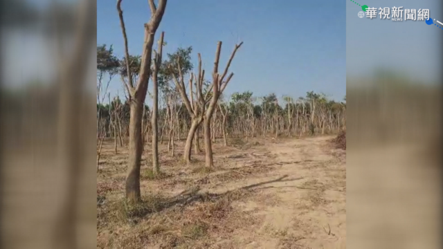 仁武產業園區開發 移植近2萬棵樹挨轟
