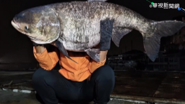 日月潭巨大大頭鰱現蹤 民眾驚呼罕見