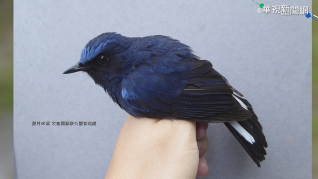 冬天太魯閣嬌客多 稀有鳥類飛來過冬