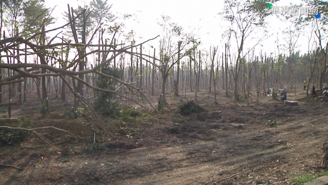 仁武產業園區遭爆 ｢斷頭移植｣逾萬顆樹