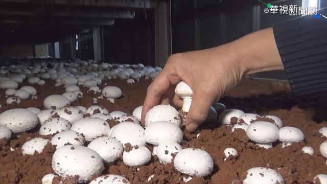 吹冷氣長大的... 洋菇跟小籠包一樣大