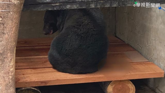 小黑熊命運多舛 前腳截肢身有彈孔