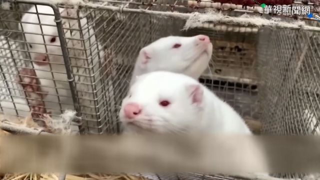 美國水貂也中標 野生動物染疫首例!