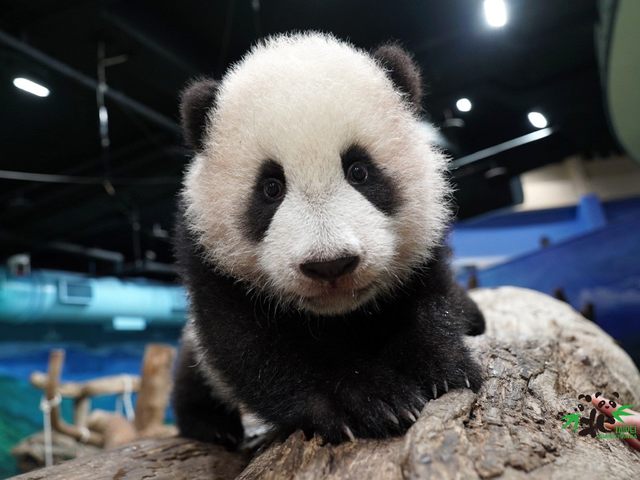 「圓寶」明年元旦首見客！ 進場熱身模樣萌翻保育員