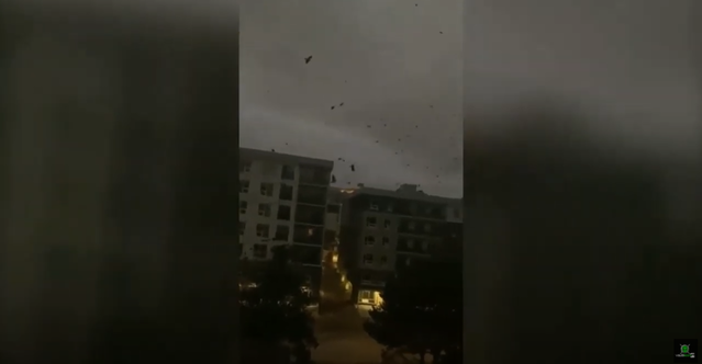 【影】群鴉盤旋亂舞鳴叫 萬人驚狂喊：世界末日