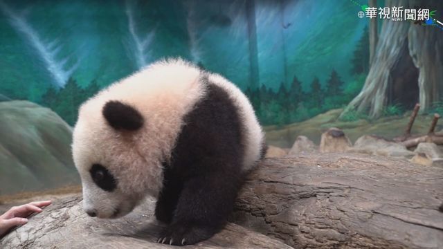 最快元旦見客! ｢圓寶｣熟悉見面會場地