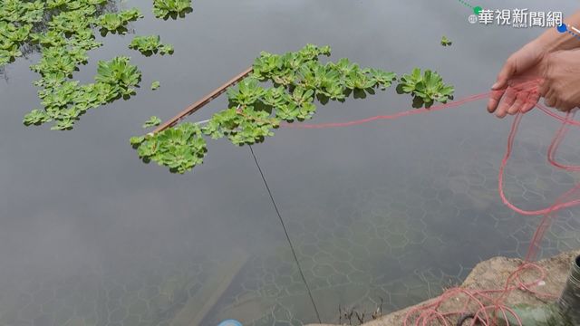 水芙蓉蔓生卡抽水機 影響草莓灌溉